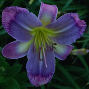 Safari Blues Daylily